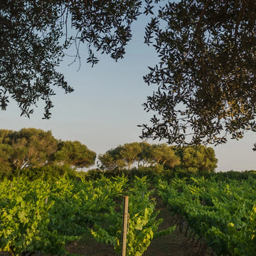 Nuestros vinos