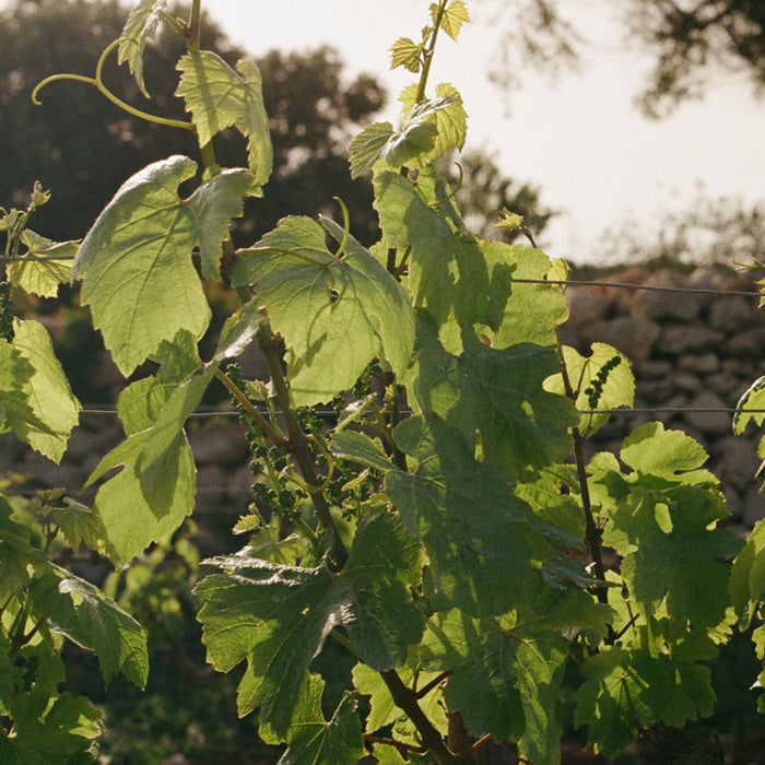 Viñas de Binifadet al atardecer, Sant Lluís, Menorca